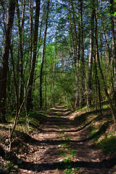 Дорога к весенним лесам — стоковое фото