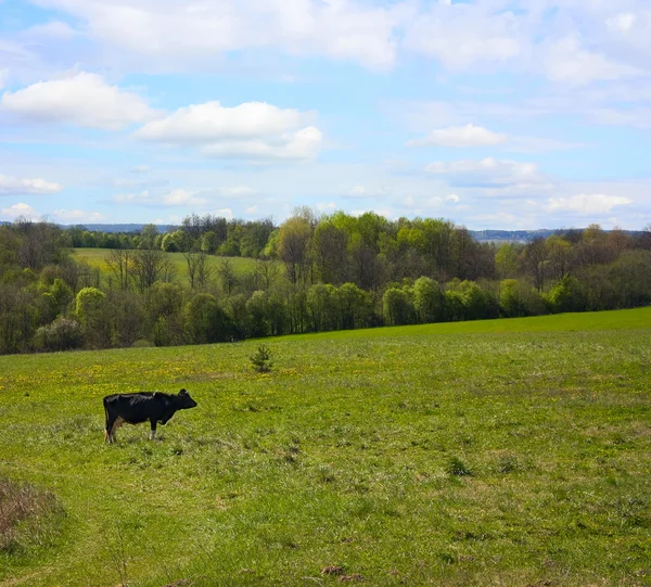 Wiosna łąka, krowa — Zdjęcie stockowe