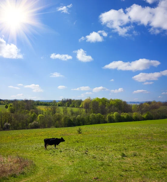 牛在草地上，蓝色的天空上 — 图库照片