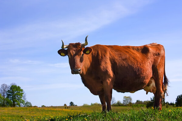 Cow against a background of blue sky, th