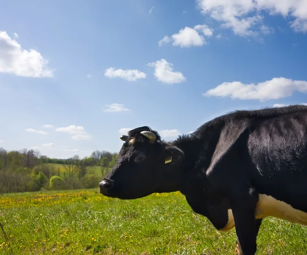 소는 풀밭에 봄 — 스톡 사진