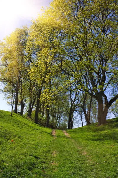 Sentiero nel Parco di Primavera — Foto Stock