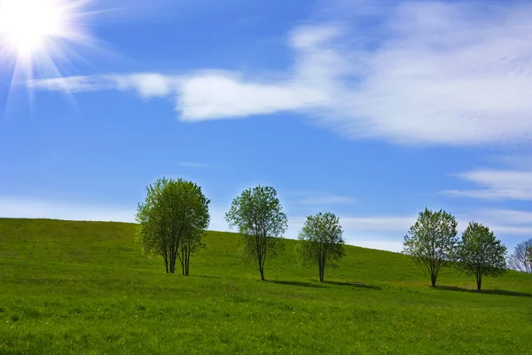 Alberi d'erba sulla collina, cielo blu — Foto Stock