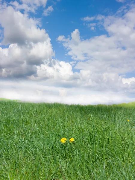 Zelená tráva, obloha, pampeliška — Stock fotografie