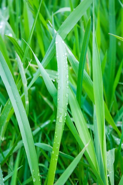 Tau auf dem grünen Gras — Stockfoto