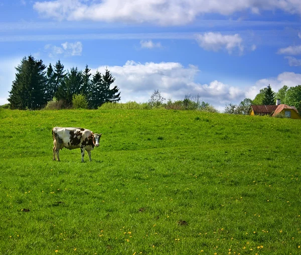 Αγροτικό τοπίο, αγελάδα — Φωτογραφία Αρχείου