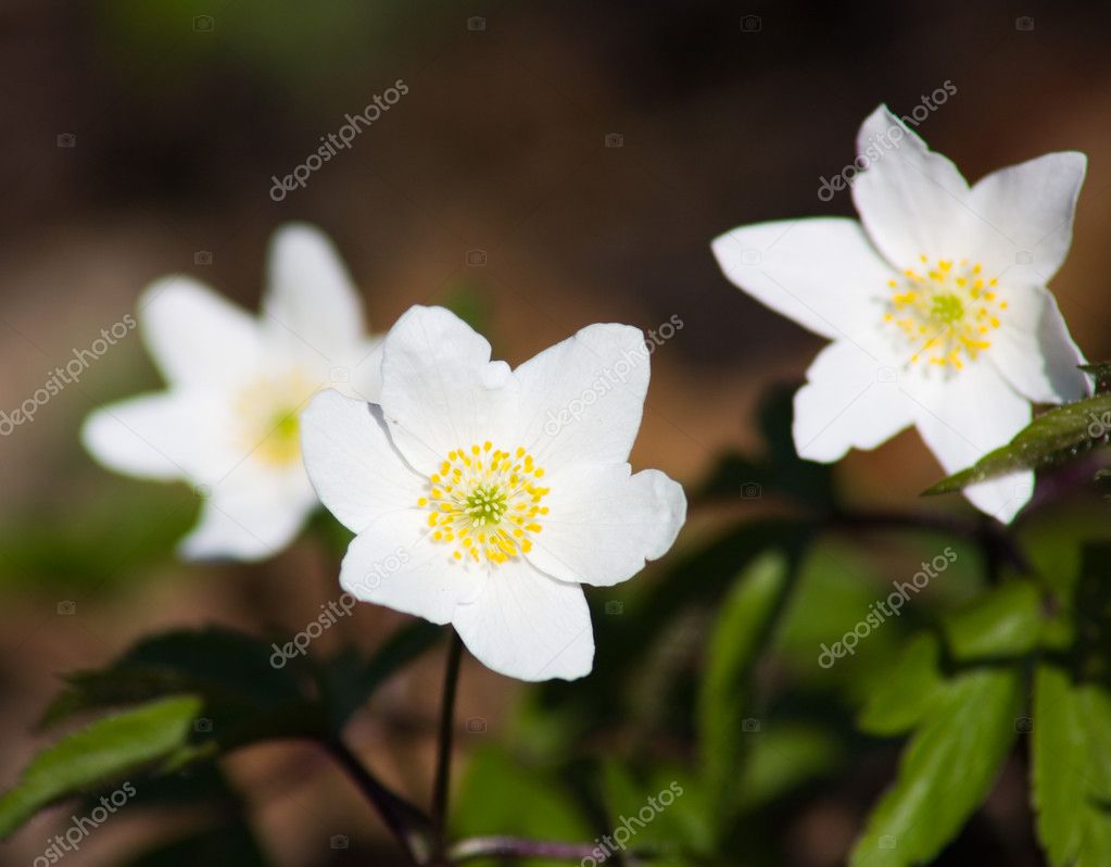 Fleurs blanches, printemps image libre de droit par aleksask © #1089063