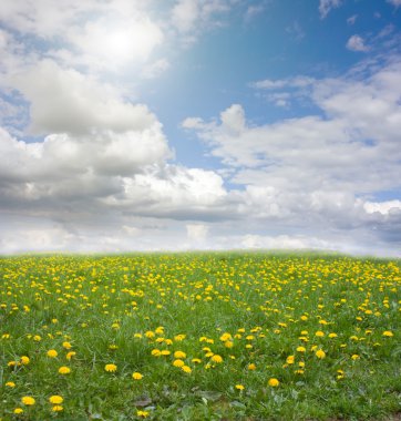 Dandelion field, the sun clipart