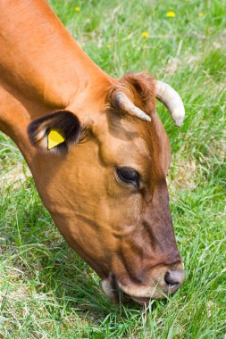 Cow eats grass clipart