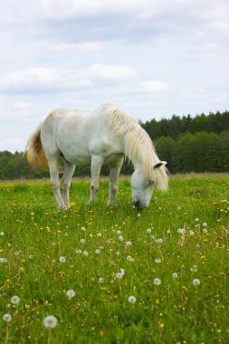 Çayırdaki beyaz at