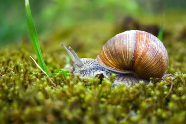 Snail in the moss clipart