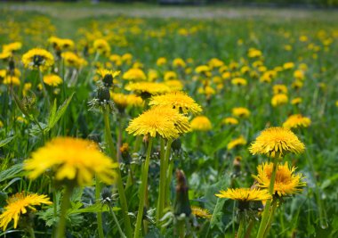 Dandelion field clipart