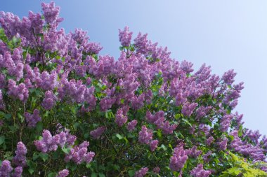 Lilac on a background of blue skies clipart