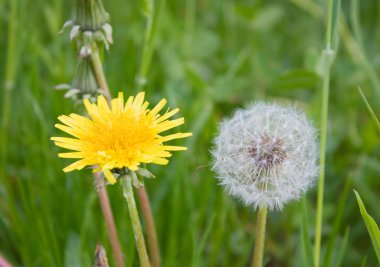 Dandelion on the field clipart