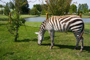 Zebra in a zoo clipart