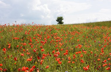 Field of red poppies clipart