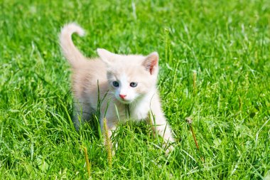 Küçük kedicik çimlerde