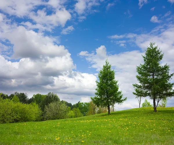 Wiosna piękny krajobraz, mniszek lekarski, — Zdjęcie stockowe