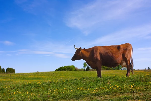 牛背景的蓝色的天空，th — 图库照片