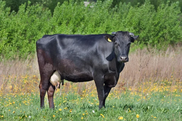 Çayırda siyah inek — Stok fotoğraf