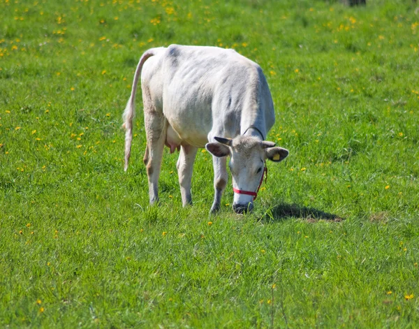 Young white cow on the meadow — Stock Photo, Image