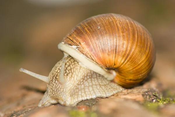 Snail, macro — Stock Photo, Image