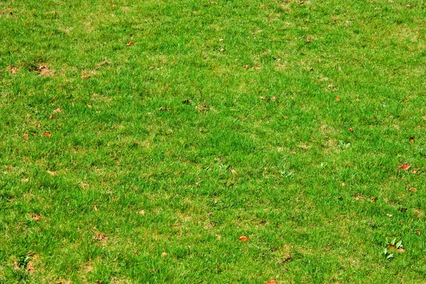 Background, green grass — Stockfoto