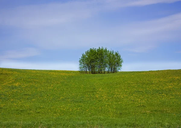 Pré-pissenlit printemps, arbre — Photo