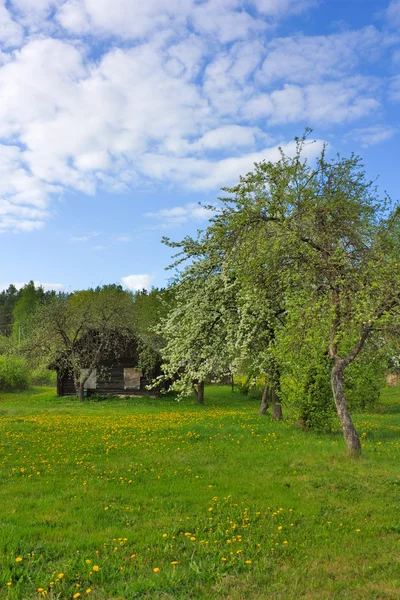 Övergivna hus, trädgård, våren — Stockfoto