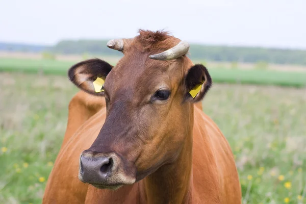 Koe gezicht — Stockfoto