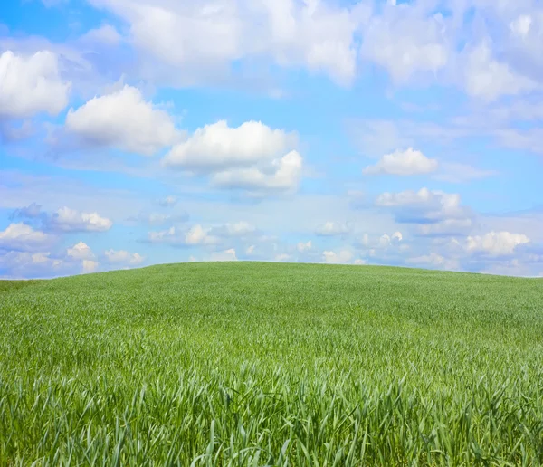 Gräs på hill, blå himlen — Stockfoto