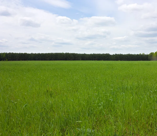 Зеленое поле, облачное небо — стоковое фото