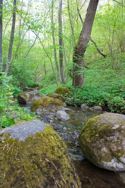Forest stream — Stockfoto
