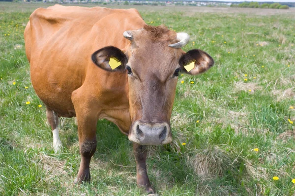 牧场上的奶牛 — 图库照片