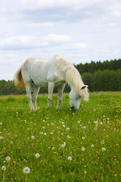 Білий кінь на лузі — стокове фото