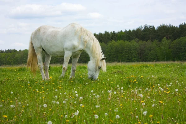 White horse on the meadow — Stock Photo, Image