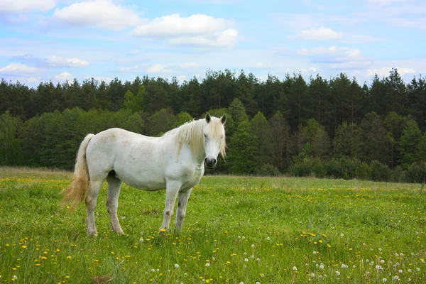 Білий кінь на лузі — стокове фото
