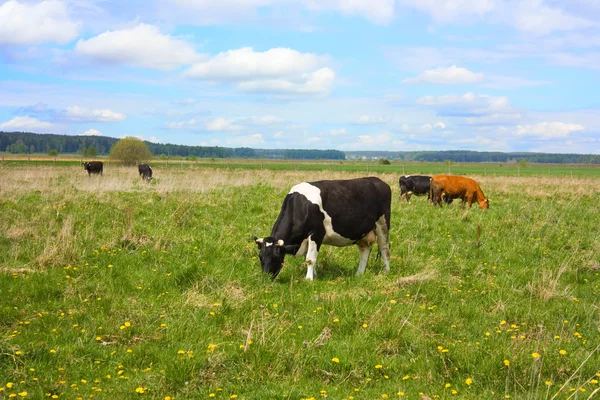 Tartás egy csorda tehén a réten — Stock Fotó