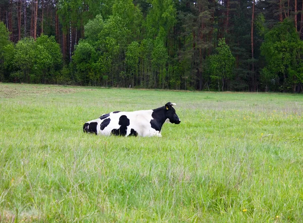 Vaca descansando en el prado — Foto de Stock