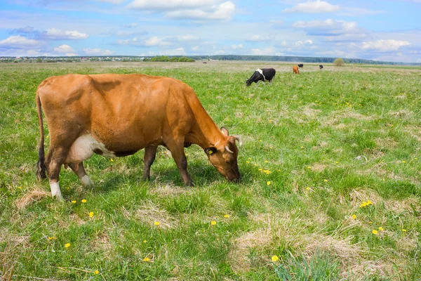 Αγελάδες τρώνε χόρτο στο πεδίο — Φωτογραφία Αρχείου