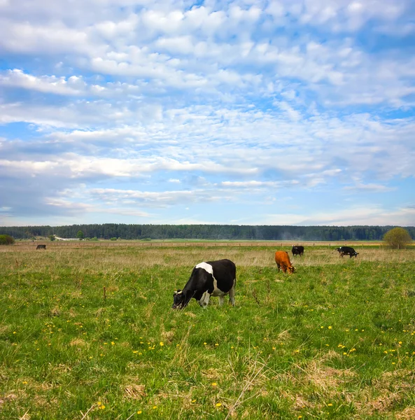 Garder un troupeau de vaches dans la prairie — Photo