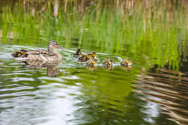 Kachna s ducklings v jezeře — Stock fotografie