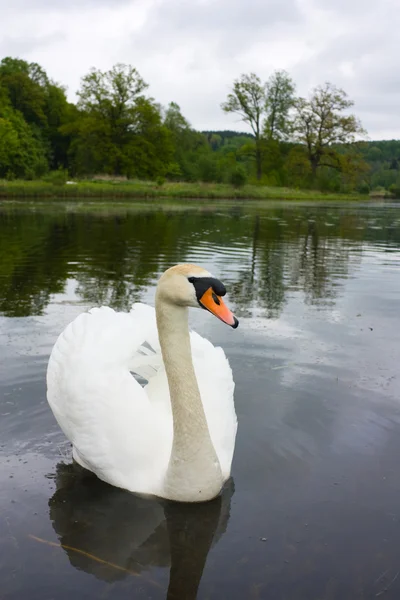 Swan on lake — Stock Photo, Image