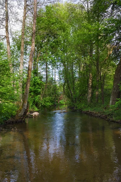 Floresta fluvial, reflexão — Fotografia de Stock