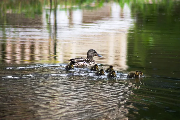 Kachna s ducklings v jezeře — Stock fotografie