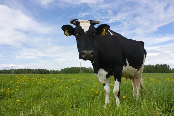 Ko på ängen, våren — Stockfoto