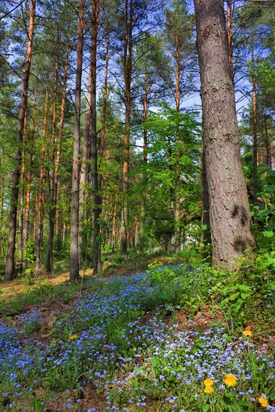 Весенний сосновый лес — стоковое фото