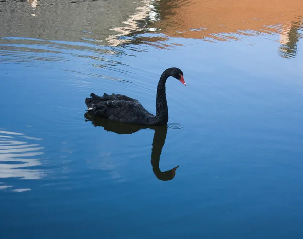 Černá labuť na jezírku — Stock fotografie