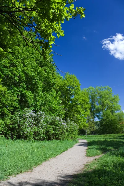 Trail nyáron a parkban, a kék ég — Stock Fotó