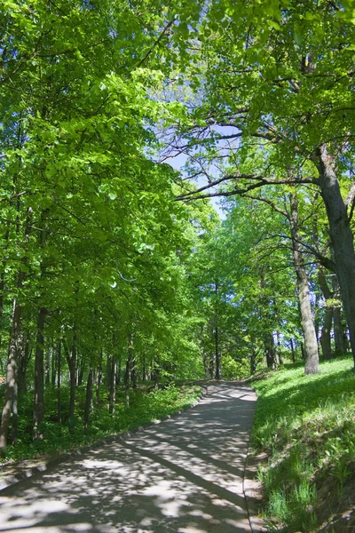 Trail in the summer the park, blue sky — Stock Photo, Image
